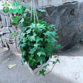 Chậu Cây Thường Xuân