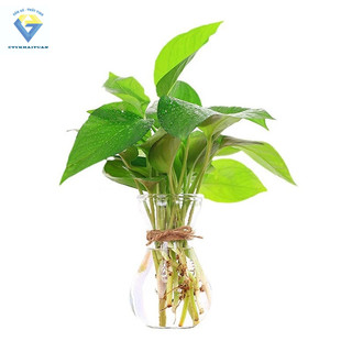 Lọ thủy tinh 350ml ( hũ thuỷ tinh thể tích dao động 300ml - 380ml) dùng làm Bình bông lọ hoa thủy tinh miệng loe