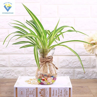 Lọ thủy tinh 350ml ( hũ thuỷ tinh thể tích dao động 300ml - 380ml) dùng làm Bình bông lọ hoa thủy tinh miệng loe