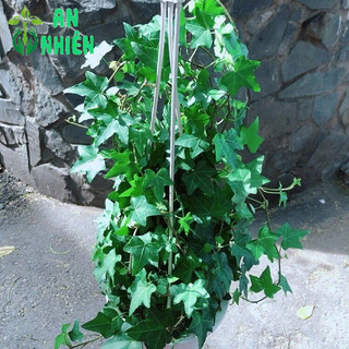 Chậu Cây Thường Xuân