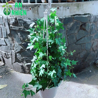 Chậu Cây Thường Xuân