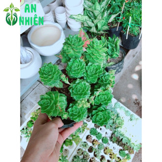 Sen đá xanh ngọc size đại