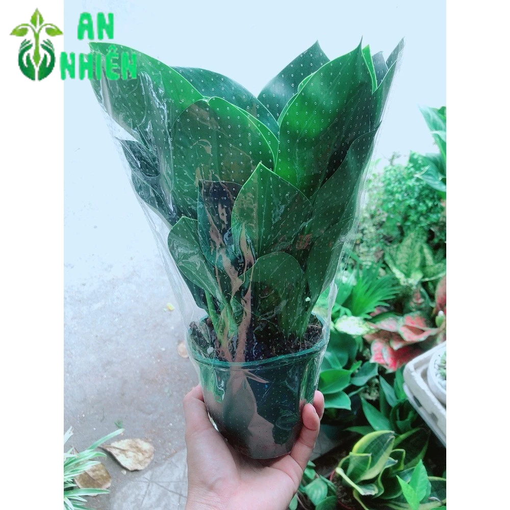 Trầu Bà Đế Vương Xanh