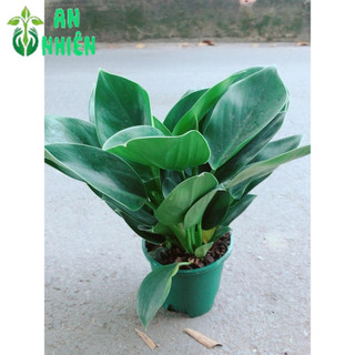 Trầu Bà Đế Vương Xanh
