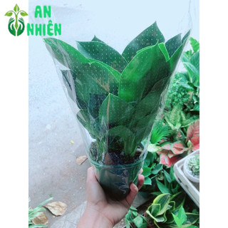 Trầu Bà Đế Vương Xanh