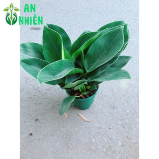 Trầu Bà Đế Vương Xanh