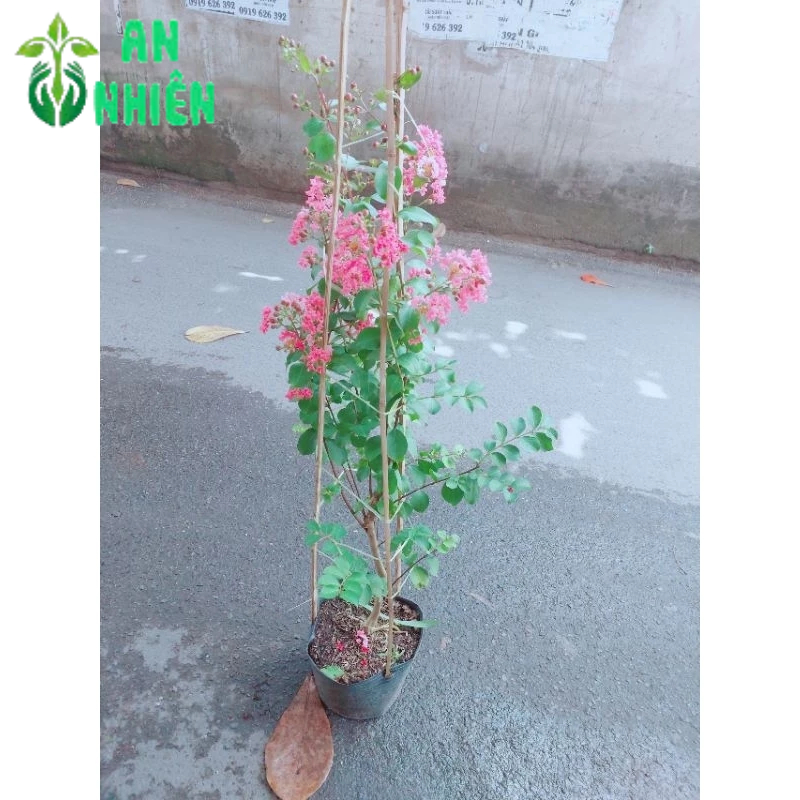Cây Hoa Tường Vi