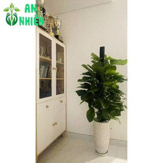 Chậu Trầu Bà Leo Cột Kèm Dĩa