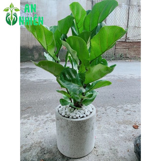 Chậu Cây Bàng Singapore