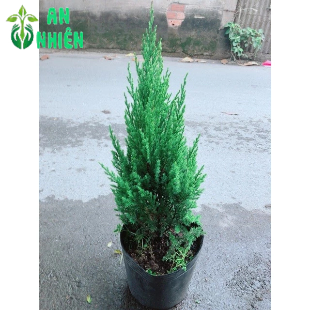 Bụi Cây Tùng 30-40cm (Trang Trí Noel)