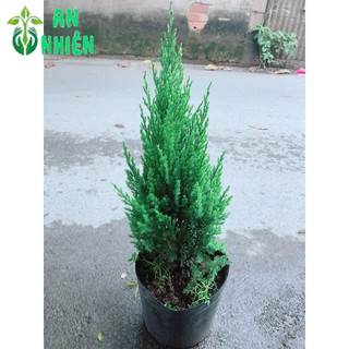 Bụi Cây Tùng 30-40cm (Trang Trí Noel)