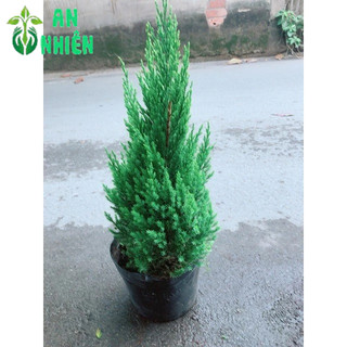 Bụi Cây Tùng 30-40cm (Trang Trí Noel)