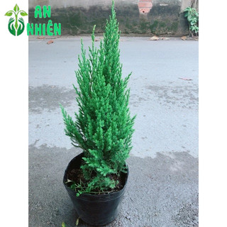 Bụi Cây Tùng 30-40cm (Trang Trí Noel)
