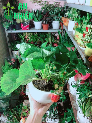 Chậu Cây Dâu Tây