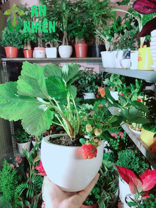 Chậu Cây Dâu Tây
