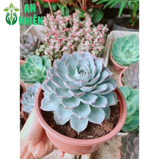 Sen Đá Hồng Phấn Size Đại