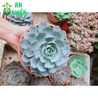 Sen Đá Hồng Phấn Size Đại