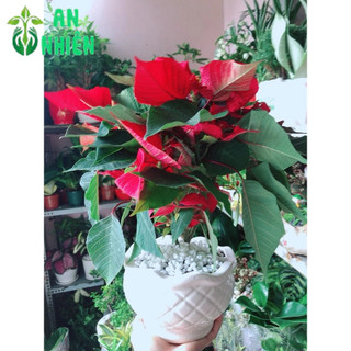 Chậu Cây Trạng Nguyên