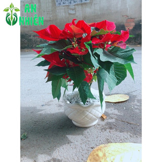 Chậu Cây Trạng Nguyên
