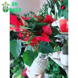 Chậu Cây Trạng Nguyên