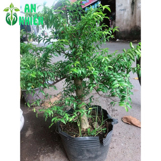 Cây Mai Chiếu Thuỷ Size Đại cả bầu 60cm