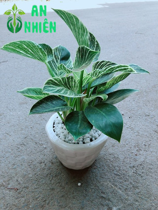 Chậu Trầu Bà Hoàng Kim