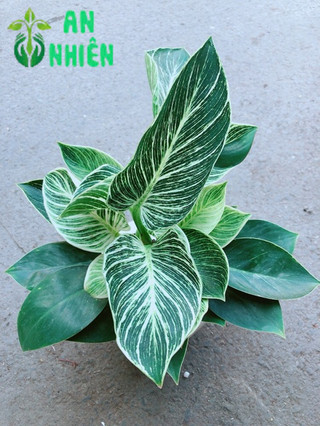 Chậu Trầu Bà Hoàng Kim