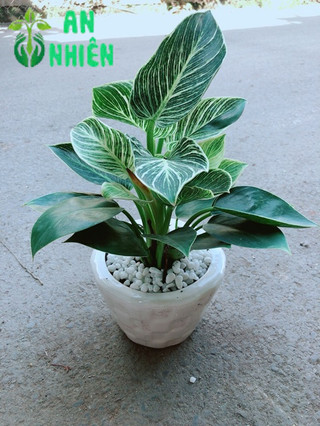 Chậu Trầu Bà Hoàng Kim