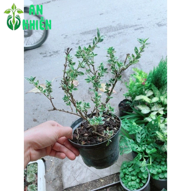 Cây Bạch Tuyết Mai