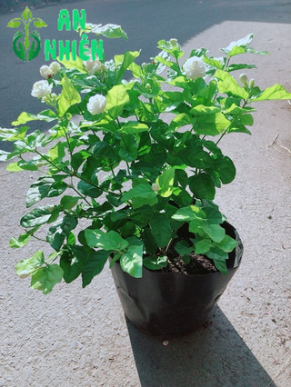 Bụi Hoa Nhài