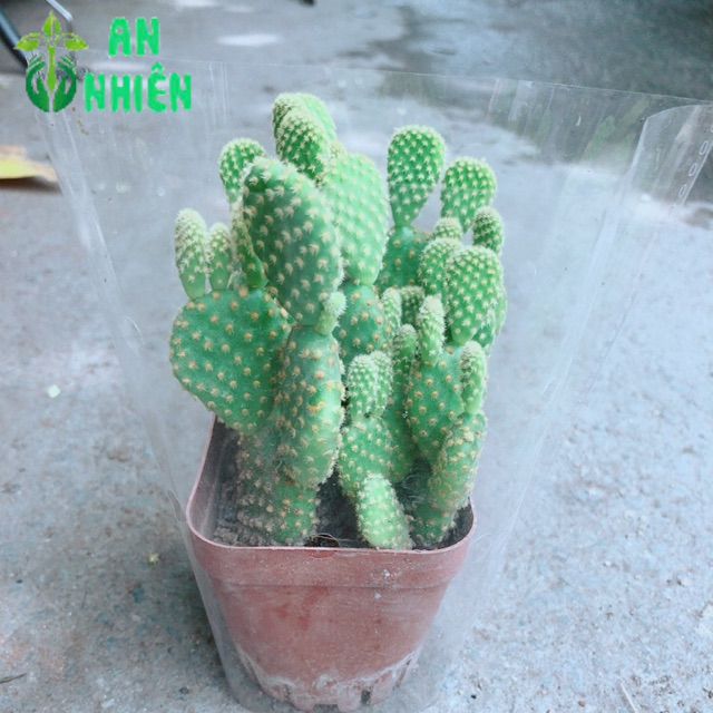 Xương Rồng Tai Thỏ