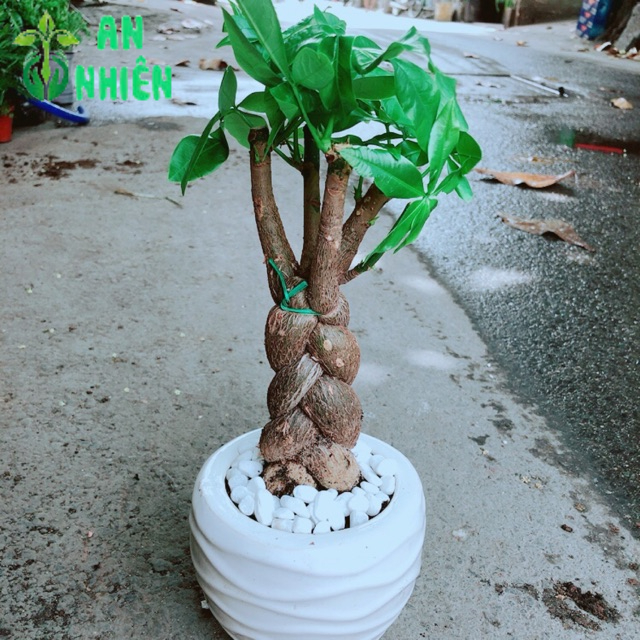 Chậu Kim Ngân 3 Thân Thắt Bính