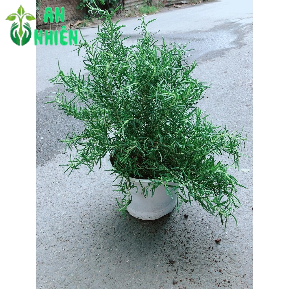 Hương Thảo Size Đại