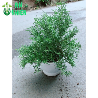 Hương Thảo Size Đại