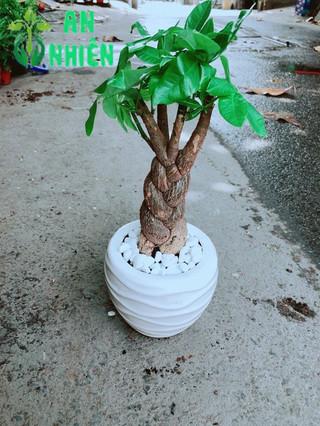 Chậu Kim Ngân 3 Thân Thắt Bính