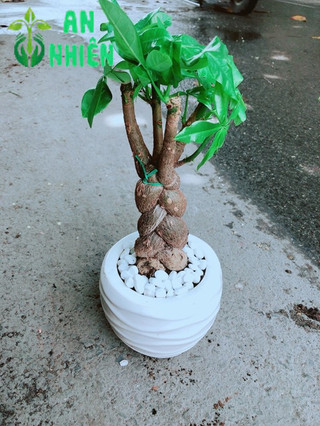 Chậu Kim Ngân 3 Thân Thắt Bính