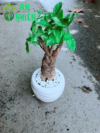 Chậu Kim Ngân 3 Thân Thắt Bính