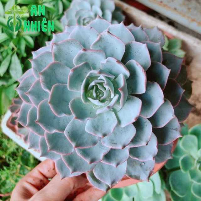 Sen Đá Hồng Phấn Size Đại