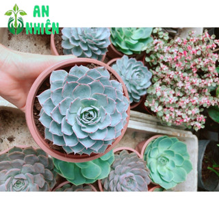 Sen Đá Hồng Phấn Size Đại