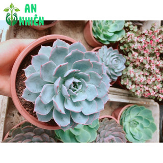 Sen Đá Hồng Phấn Size Đại