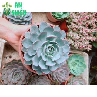 Sen Đá Hồng Phấn Size Đại