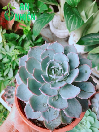 Sen Đá Hồng Phấn Size Đại