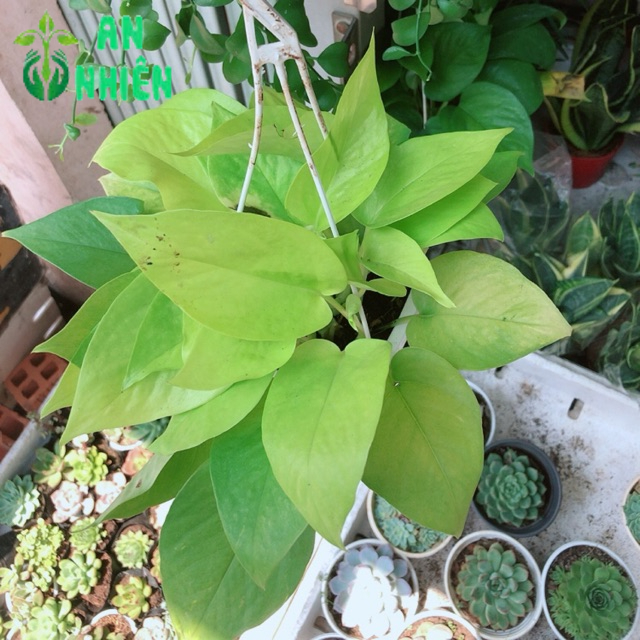 Chậu trầu bà thái vàng treo mini