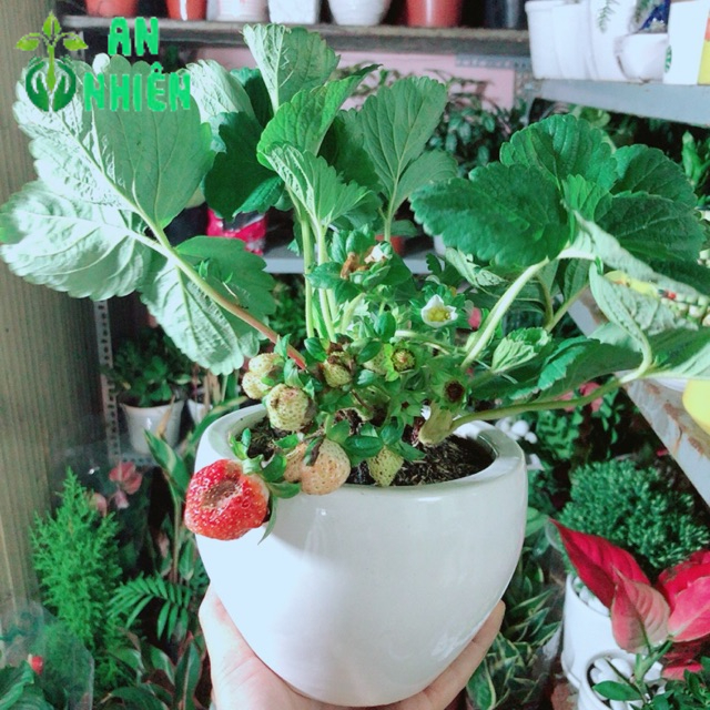 Chậu Cây Dâu Tây