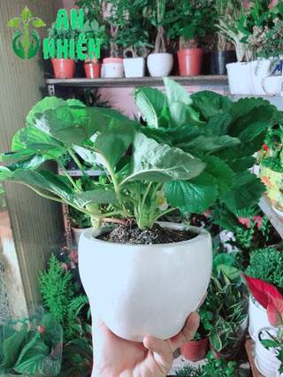 Chậu Cây Dâu Tây