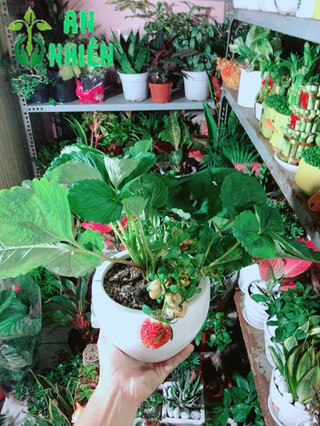Chậu Cây Dâu Tây