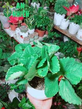 Chậu Cây Dâu Tây