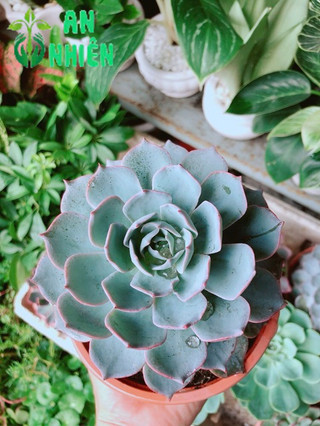 Sen Đá Hồng Phấn Size Đại