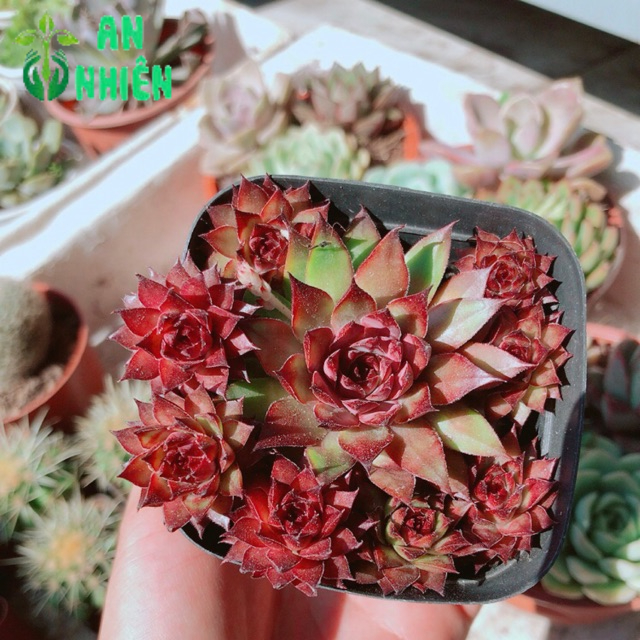 Chậu phật bà đỏ
