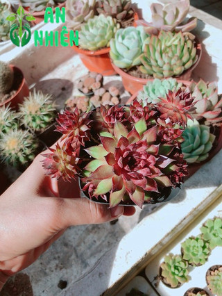 Chậu phật bà đỏ